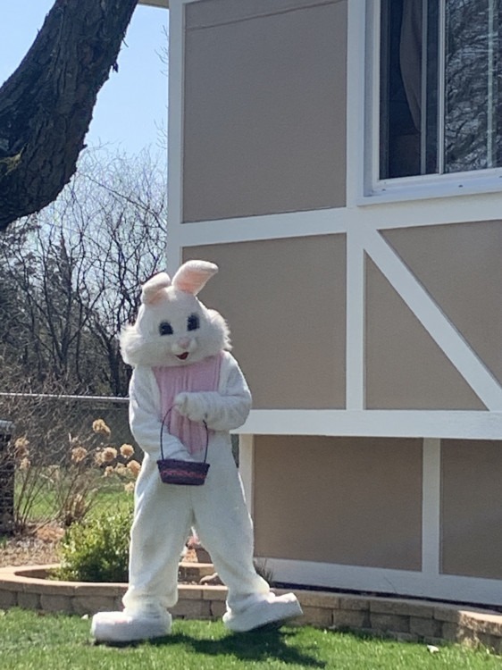 Easter - Bunny Home Visits Easter - Bunny Home Visits