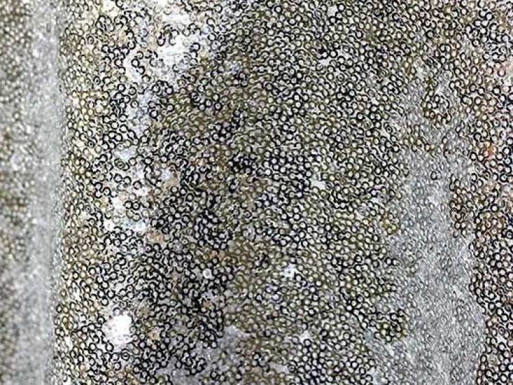Linens - Sequin Linens - Sequin